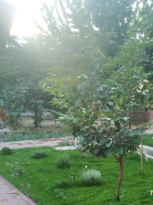 Gazon ekish landshaft dizayni