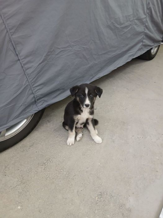 Пристраиваются щенята