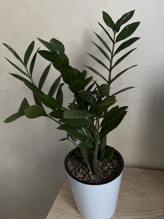 Цветы замиакулькас