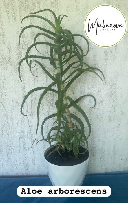 Aloe arborescens
