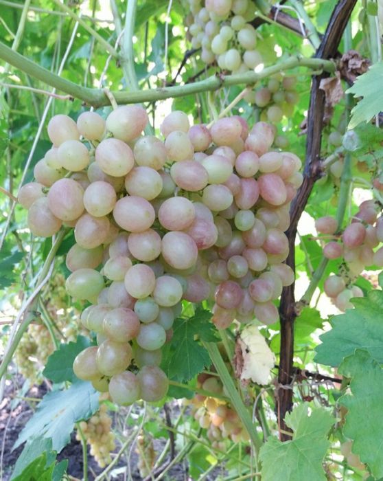 Продается отличная дача