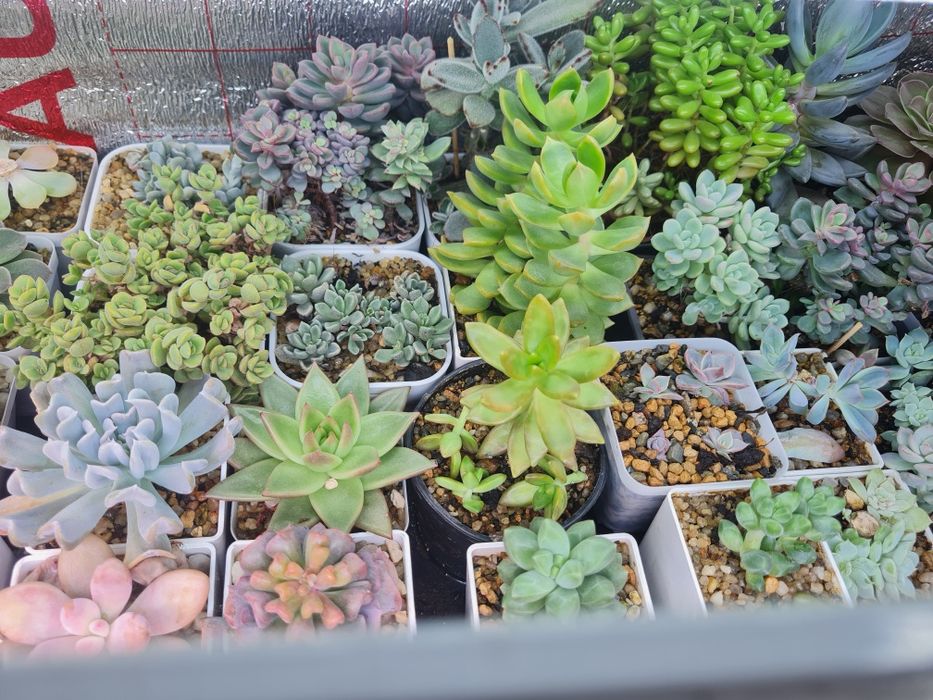 Суккуленты,цветы домашние