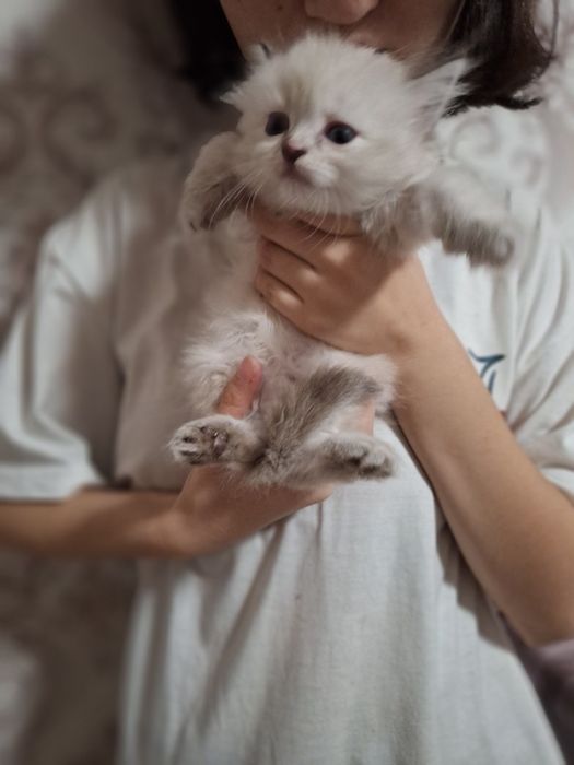 Одам котят в добрые руки