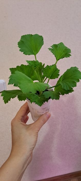 Королевская пеларгония