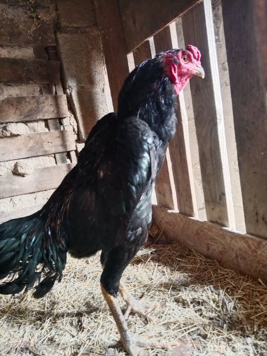 Продам дакан джужа