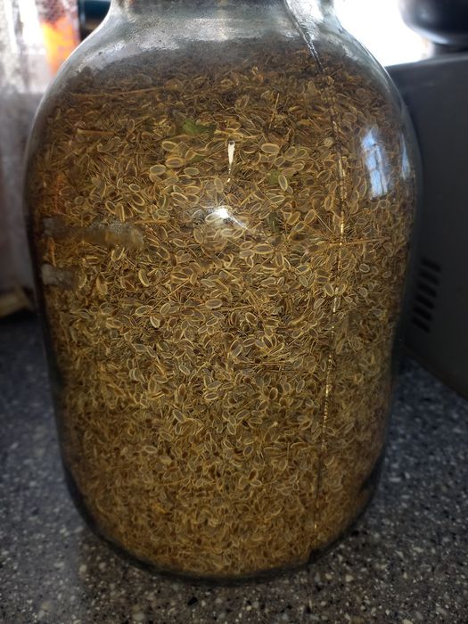 Семена укропа, свежие