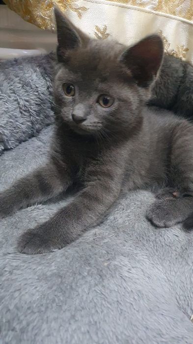 Котят в добрые ручки
