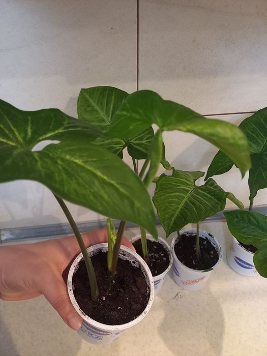 Продам комнатные цветы