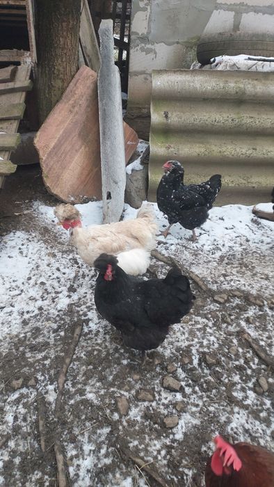 Oua incubat de la gaini motate,cu barba si cu gatul gol