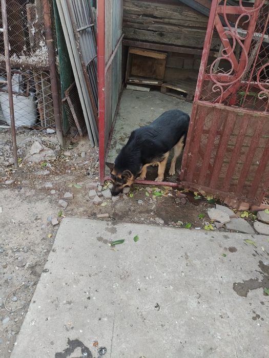 Щенки овчарки немцы