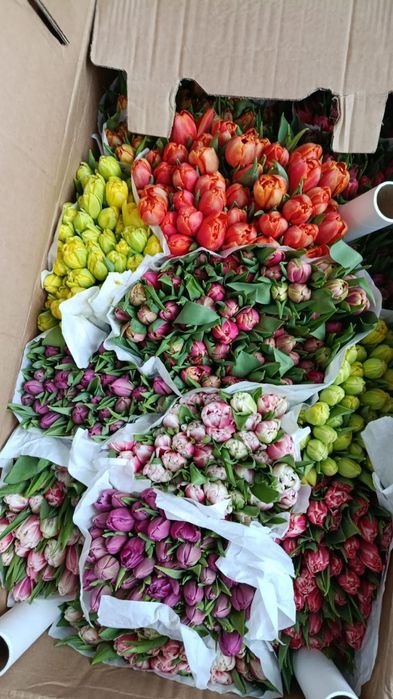 Тулпаны оптом и розы голанский