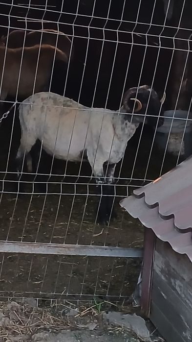 De vânzare berbec țurcan