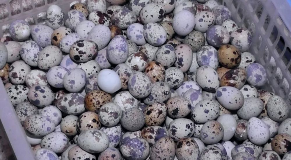 Беда хурозлари, тухумлари, зотдор жужалар сотилади