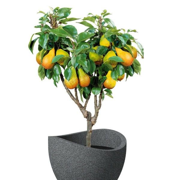 Pomi Fructiferi Pitici Dwarf (Păr )