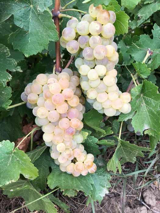 Struguri de vin  transport la domiciliu