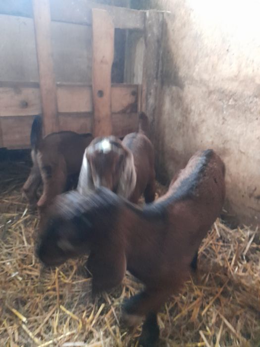 Vând 2 țapi Anglo nubieni