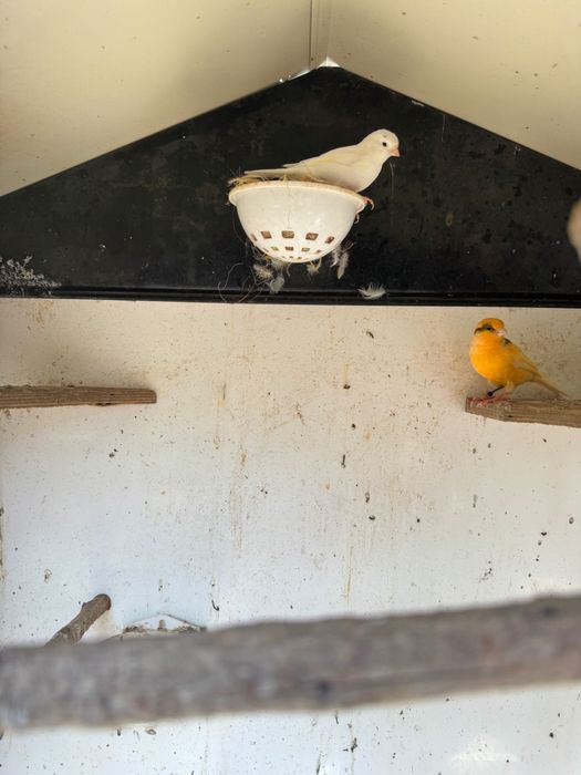 Canari