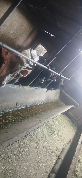 Продам 5 бычов 550000