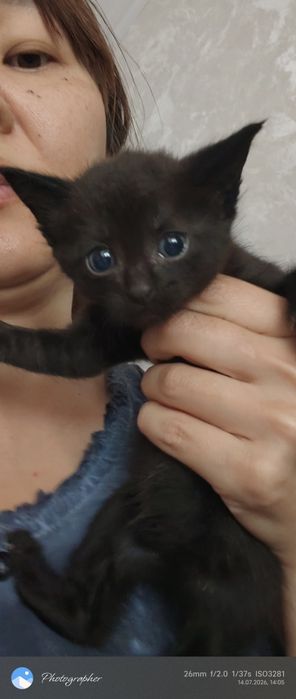 Мальчик и девочка котенок