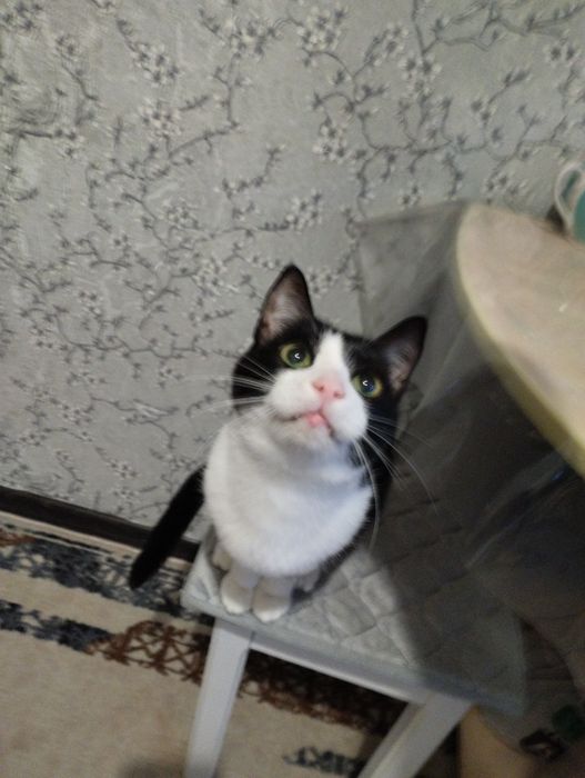 В добрые руки. Кот Тоби 5 лет