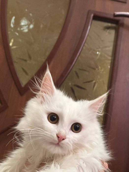 Turk angorasi sotiladi