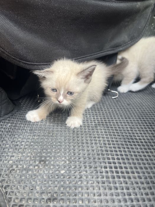 Отдам месячных котят в добрые руки