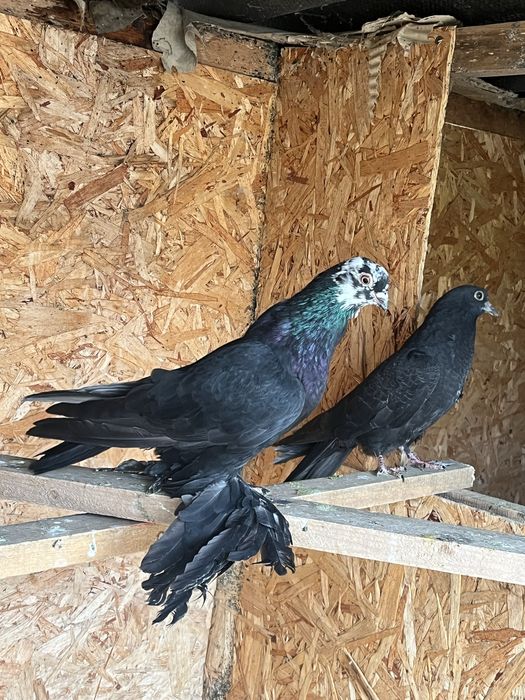 Голубь Гульсар Молодноц самец