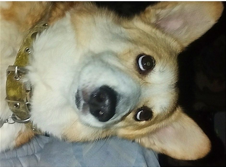 Девочка вельш пемброк корги