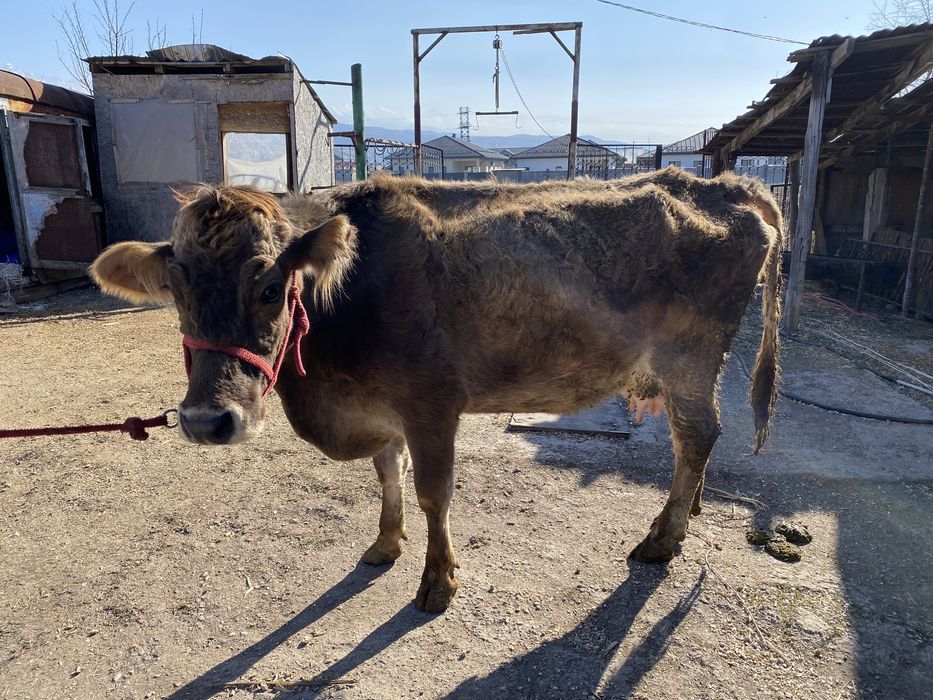 Продам корову с теленком