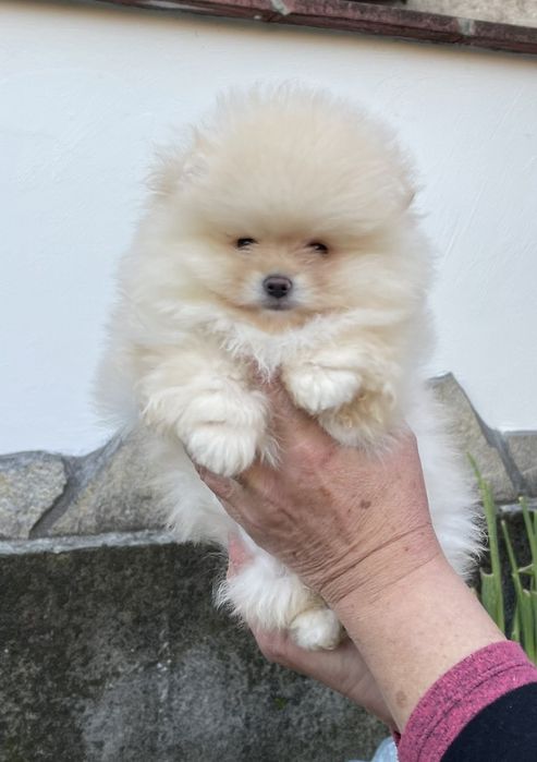 Померан Мини