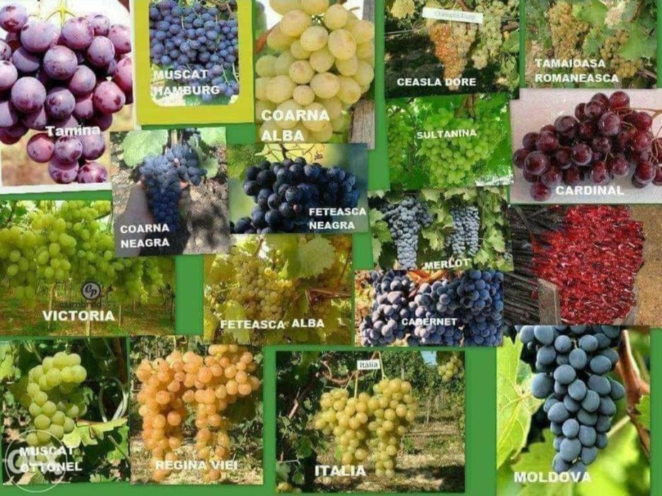 Vita de Vie material saditor