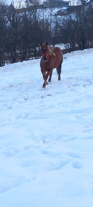 Manza de un an pe doi