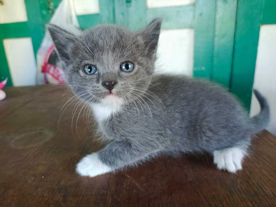 Отдадим милых котят срочно