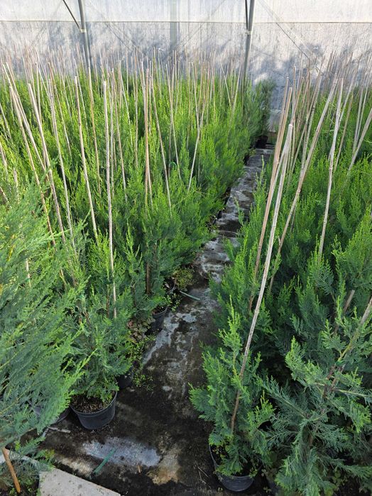 Vand Chiparos leylandii