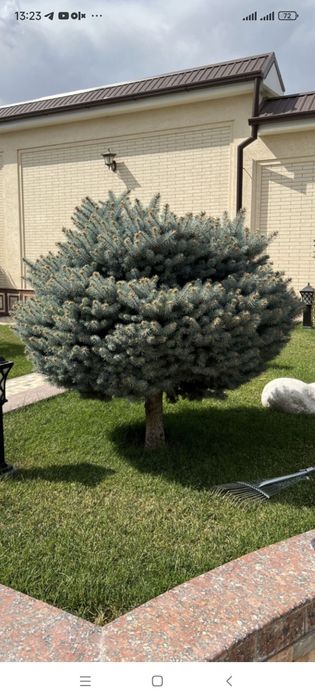 archa archa kesish 12-yillik agranom