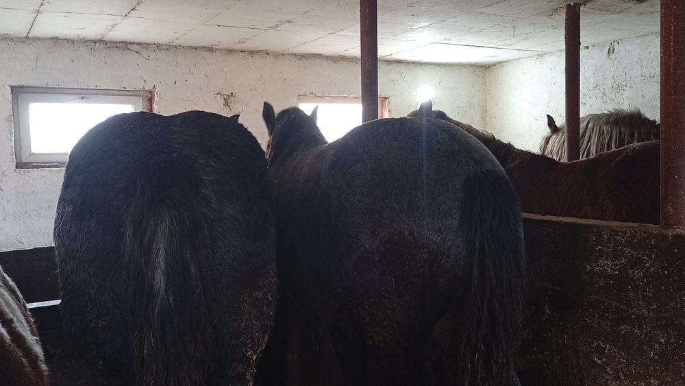 Vând mânji perseroni