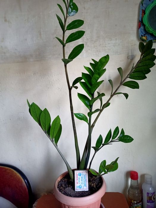 Долларовое дерево в ассортименте