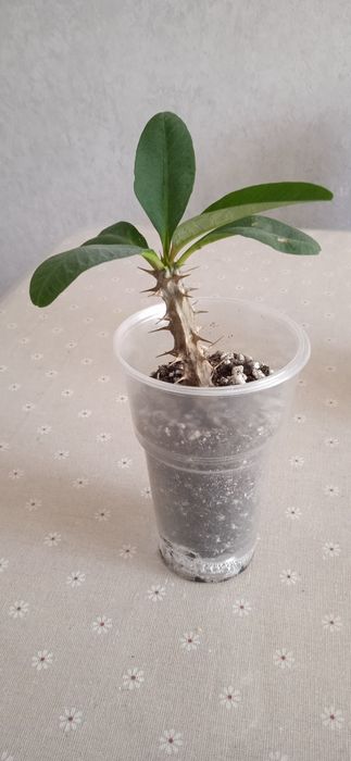 Продам комнатные растения