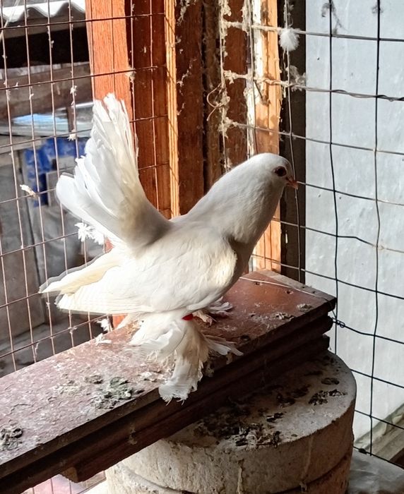 Голуби статные самцы