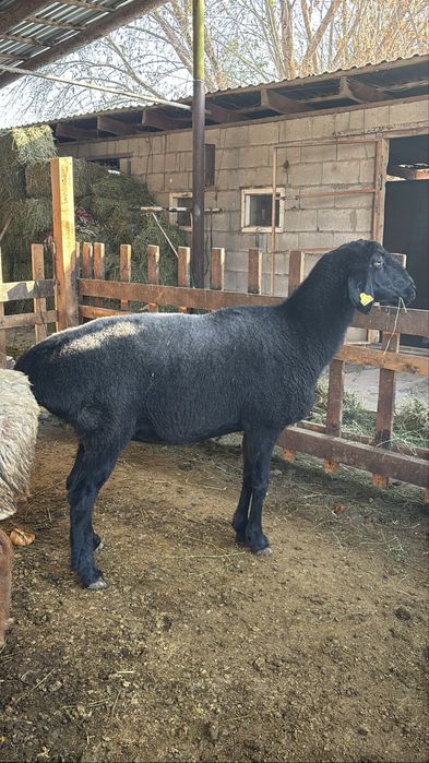 Саулык сатылады линия корабль