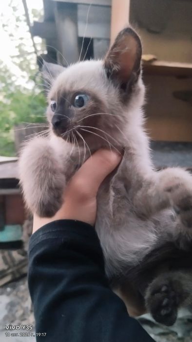 Мальчик зайчик, котик