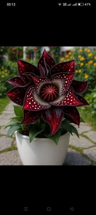 Ищу квартиранта на подселение