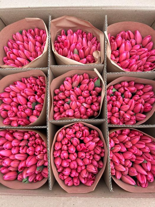 Крупные свежие Тюльпаны