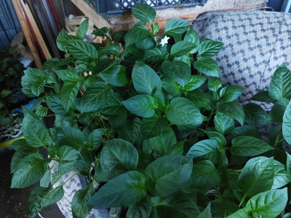 Рассада перец, баклажан