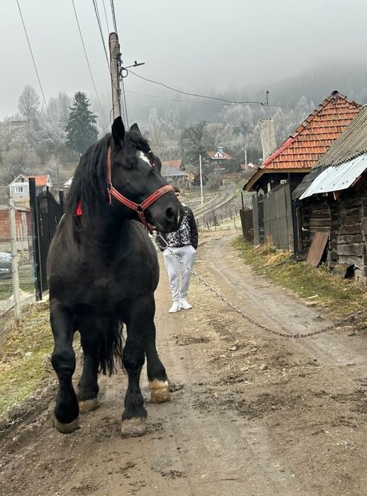 Vând cal urgent tânăr
