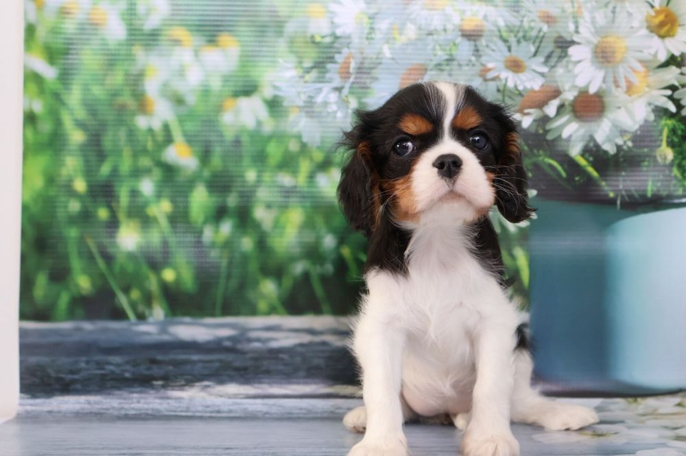 Кавалер кинг Чарльз спаниель девочка
