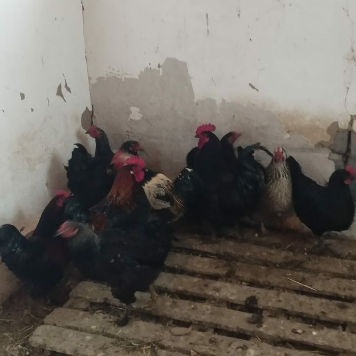 Овцы бараны  кой