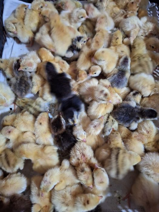 Pui prepelita Giganta Polara , Tupfer ,jumbo gold