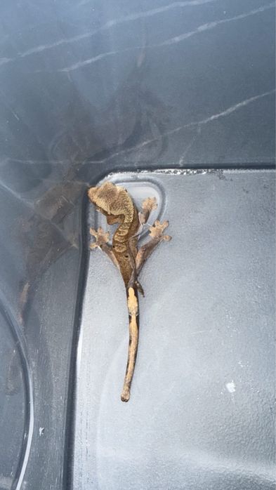 pui de crested gecko