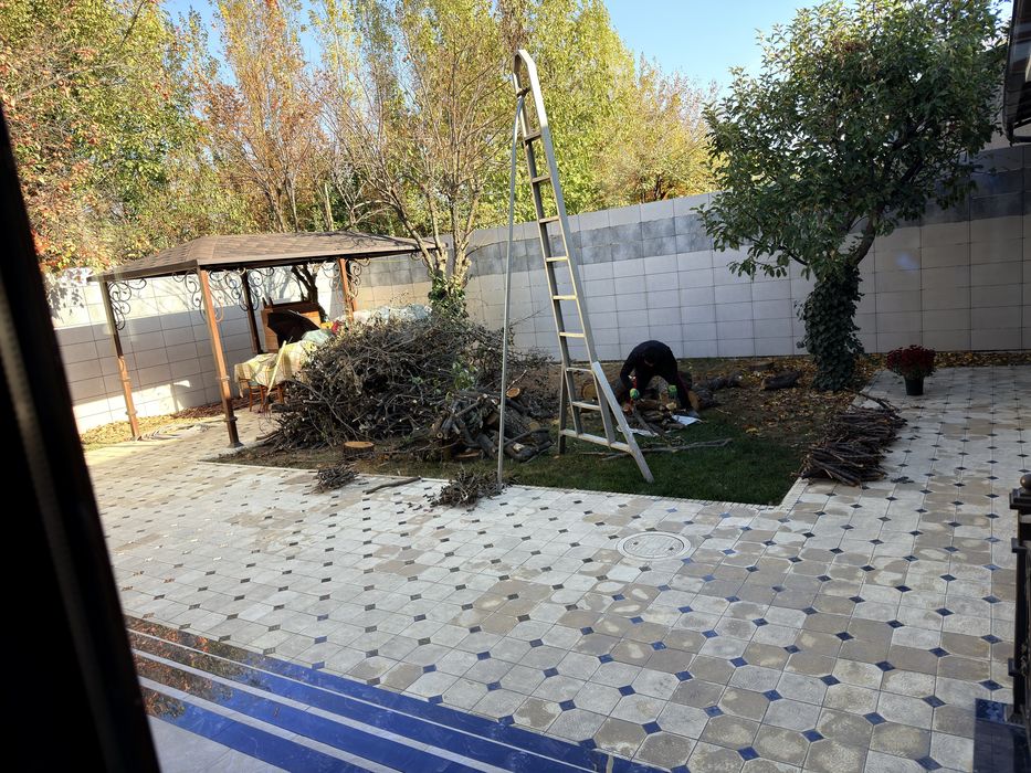 Тут дарахтни утини, o’tin tut daraxtniki